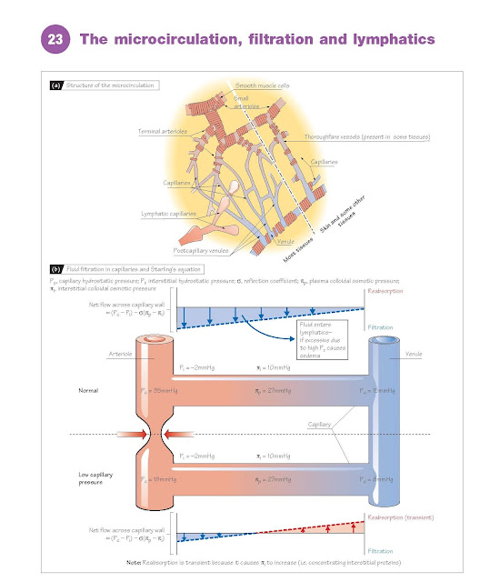 The Microcirculation, Filtration And Lymphatics