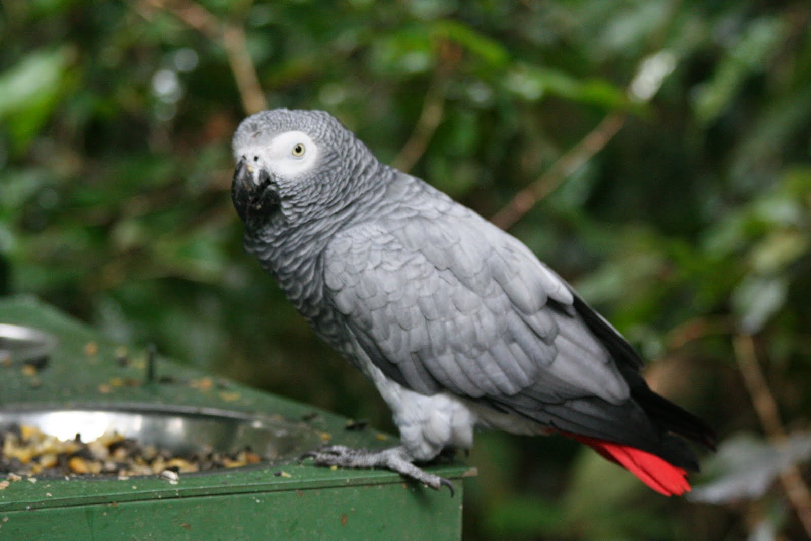 mis pajaros Psittacus Erithacus o Yaco cola roja mis pajaros Psittacus Erithacus o Yaco cola roja