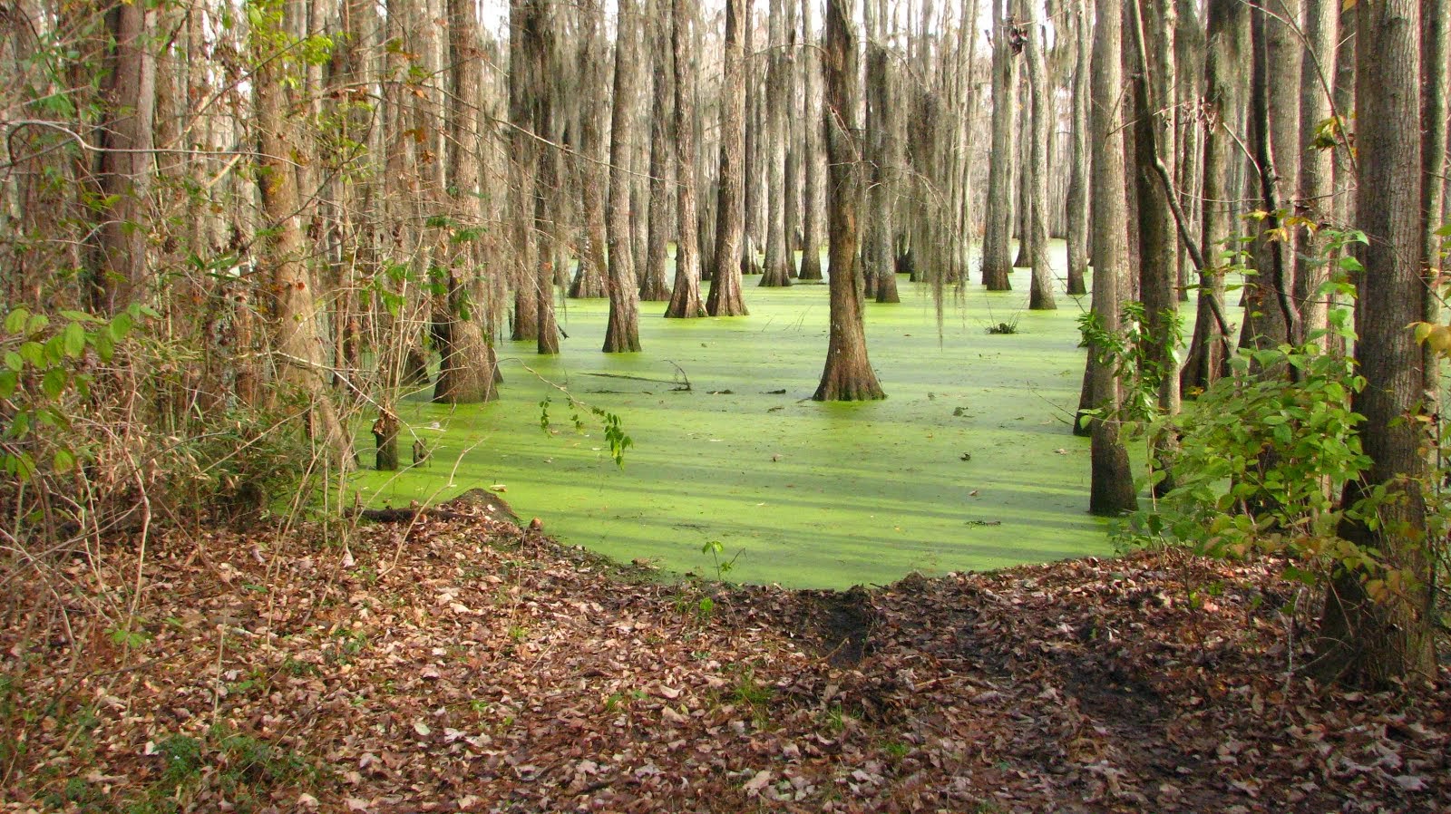Halfway Swamp, Rimini, South Carolina BEFORE THE FLOOD OF 2015
