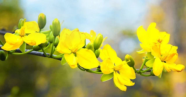 Kinh nghiệm cho hoa mai nở đúng Tết