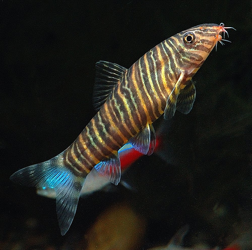 golden zebra loach care golden zebra loach care