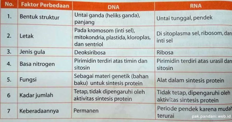 Pernyataan Berikut Yang Berkaitan Dengan Dna Adalah Blog Pak Pandani