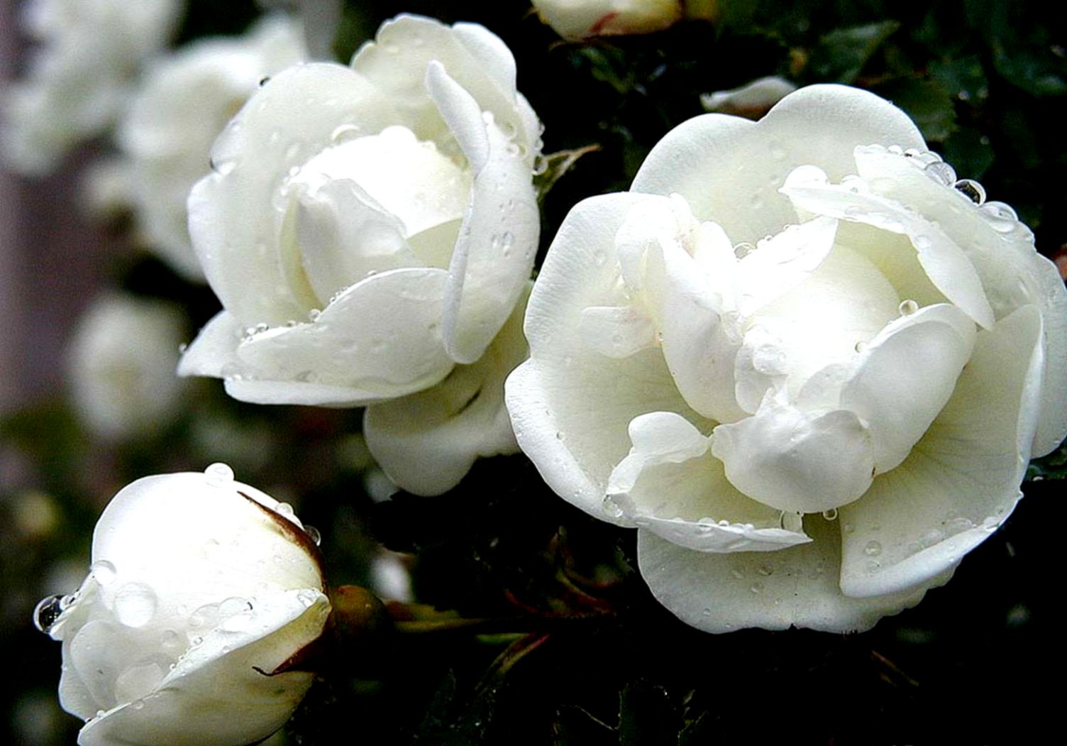 Free HD Wallpapers of White Flowers 2014  Download Free HD Wallpapers