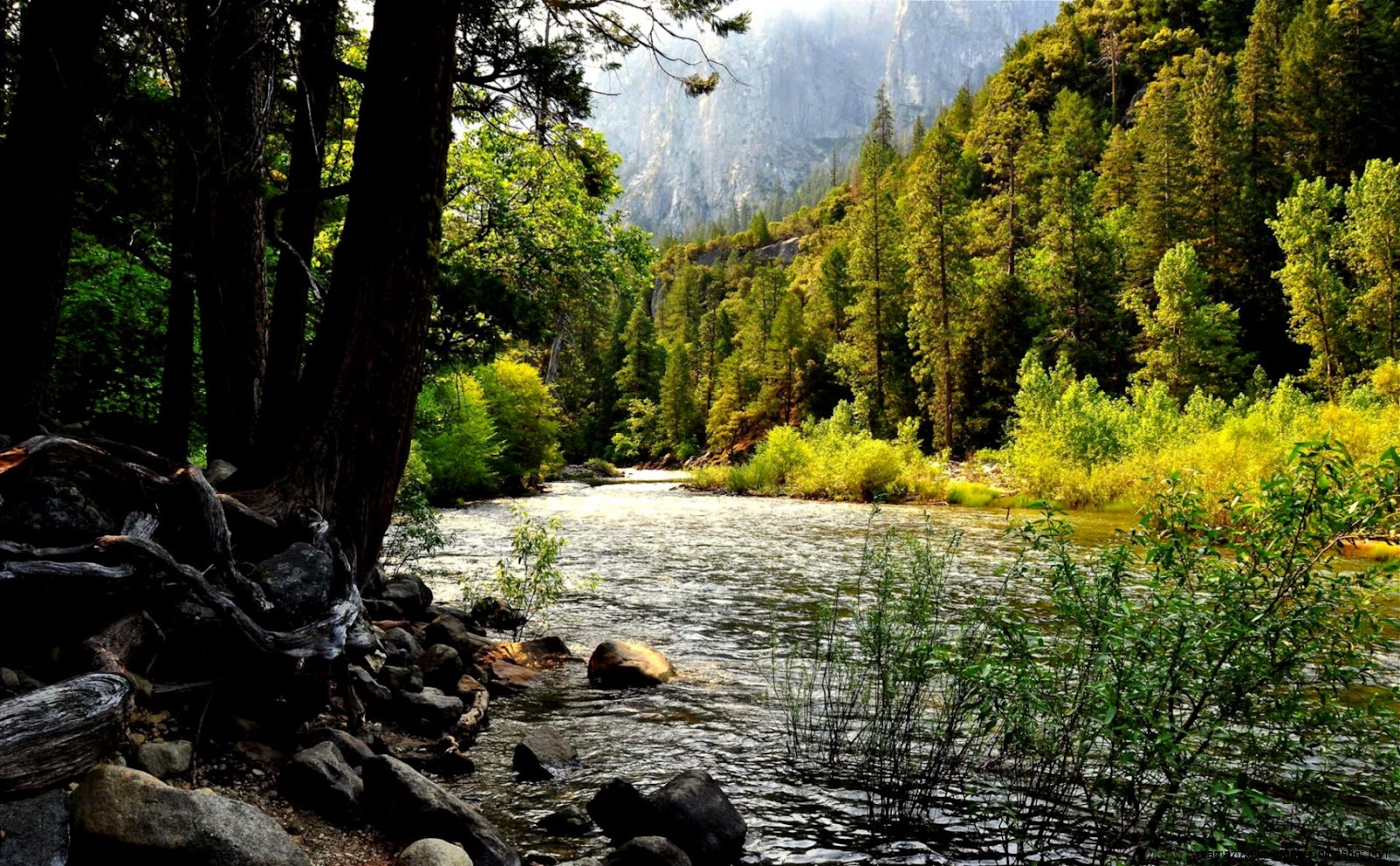 Forest River