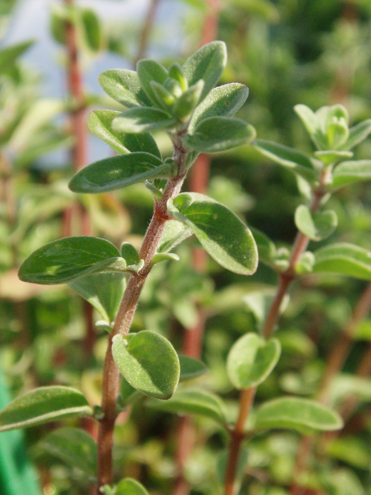 MAGGIORANA proprietà e significato Erbe Aromatiche Officinali