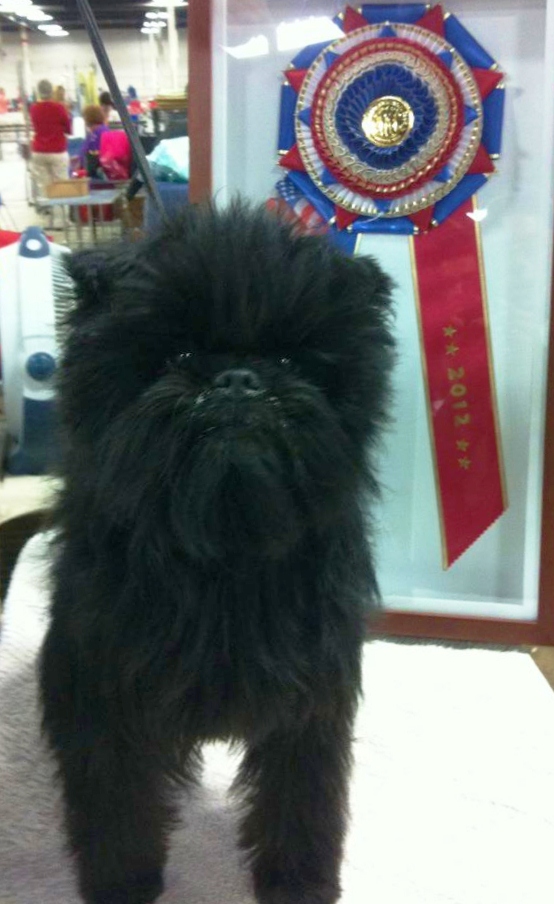 DOG SHOW POOP 20120701