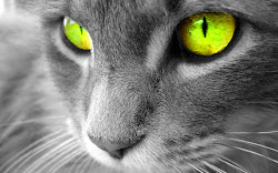 desktop cat wallpapers cats background eyes kitten kittens kitty eye sponsored care