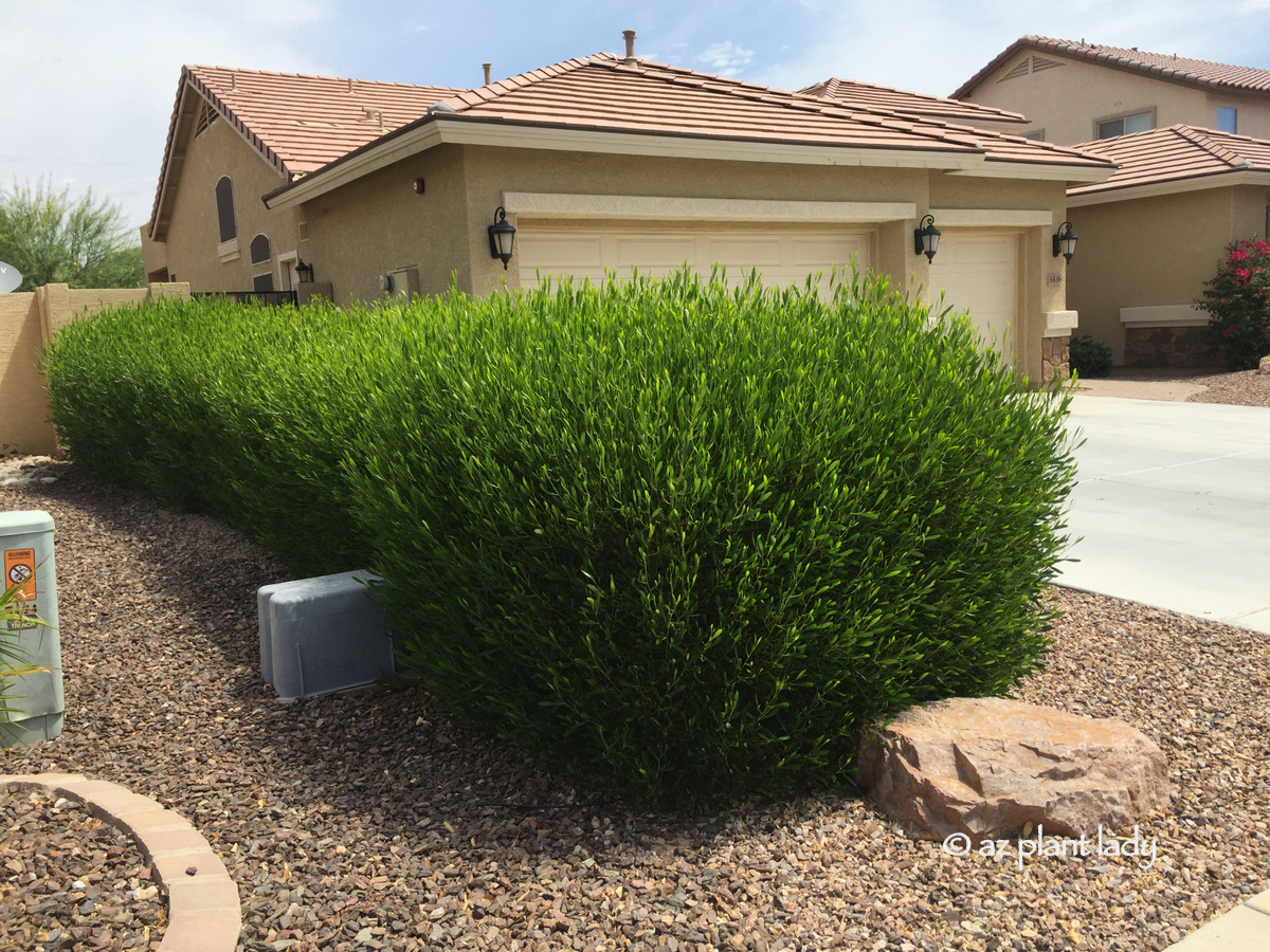 Tall Narrow California Ligustrum Privet Hedge