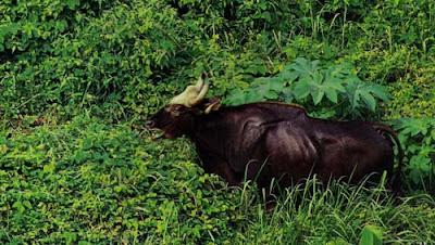 Khao Phaeng Ma: Into the world of the wild Gaur