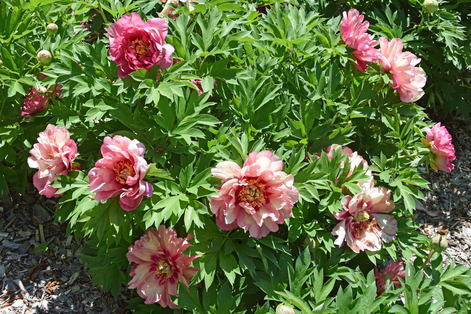 Southern Peony 2018 Peony 'Hillary' Best Performer Week 4