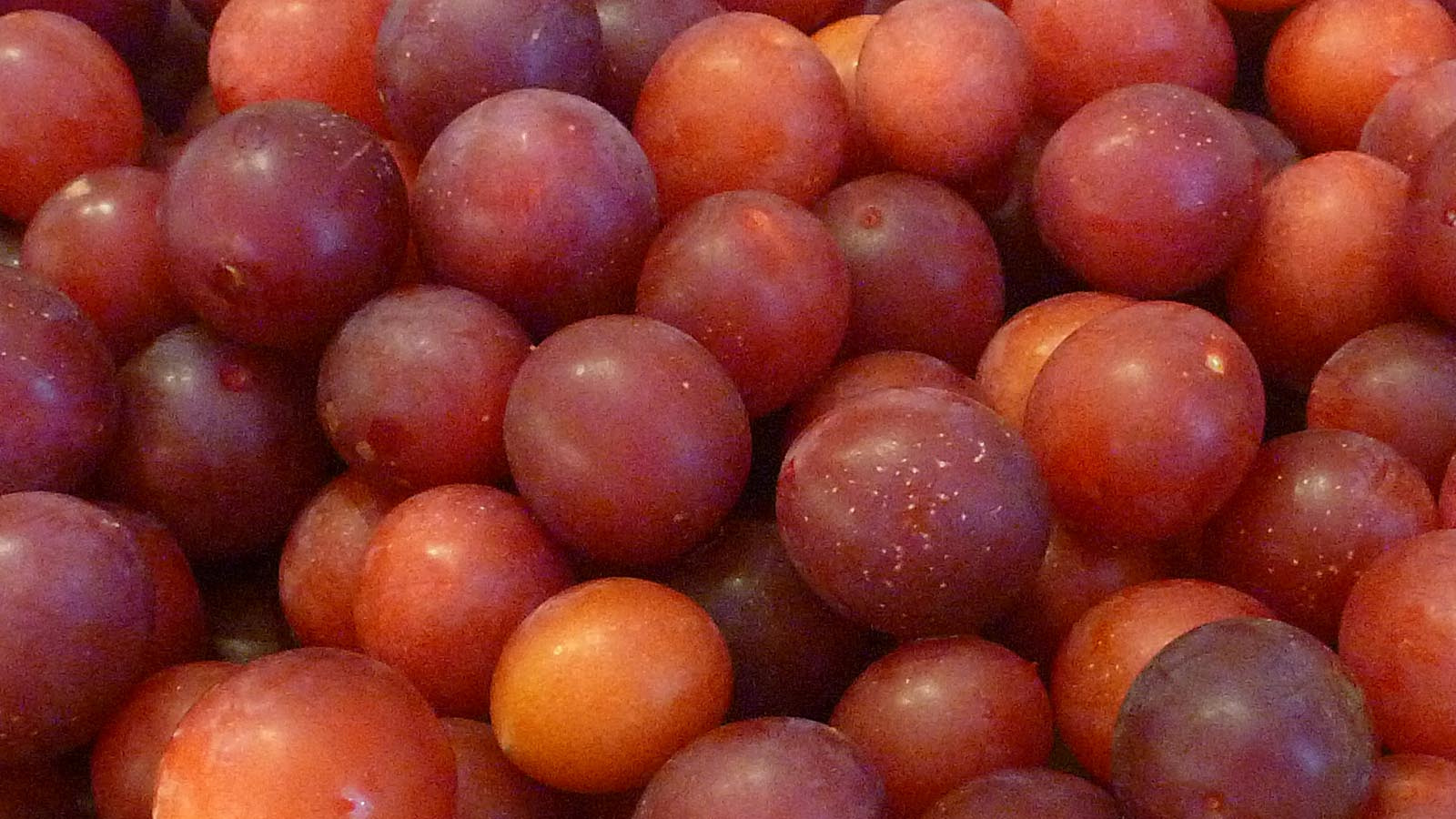 Living the life in SaintAignan Petites prunes rouges