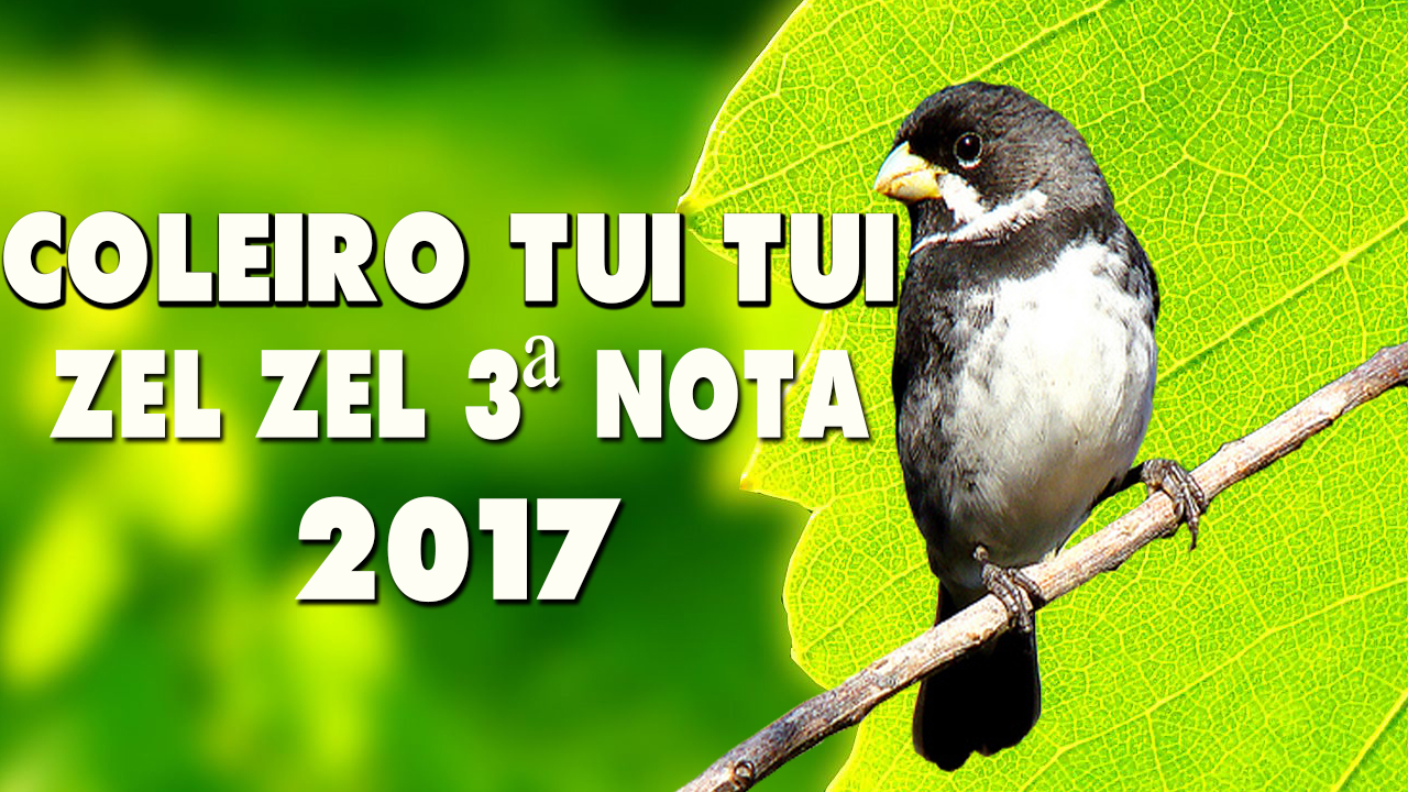 P-02 Coleiro Tui Tui Zel Zel 3ª Nota Tui Tui Zel Zel 3 Notas Encarte de  Coleiro e Papacapim