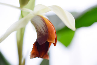 , Coelogyne Lime Bay, diarid'orchidee