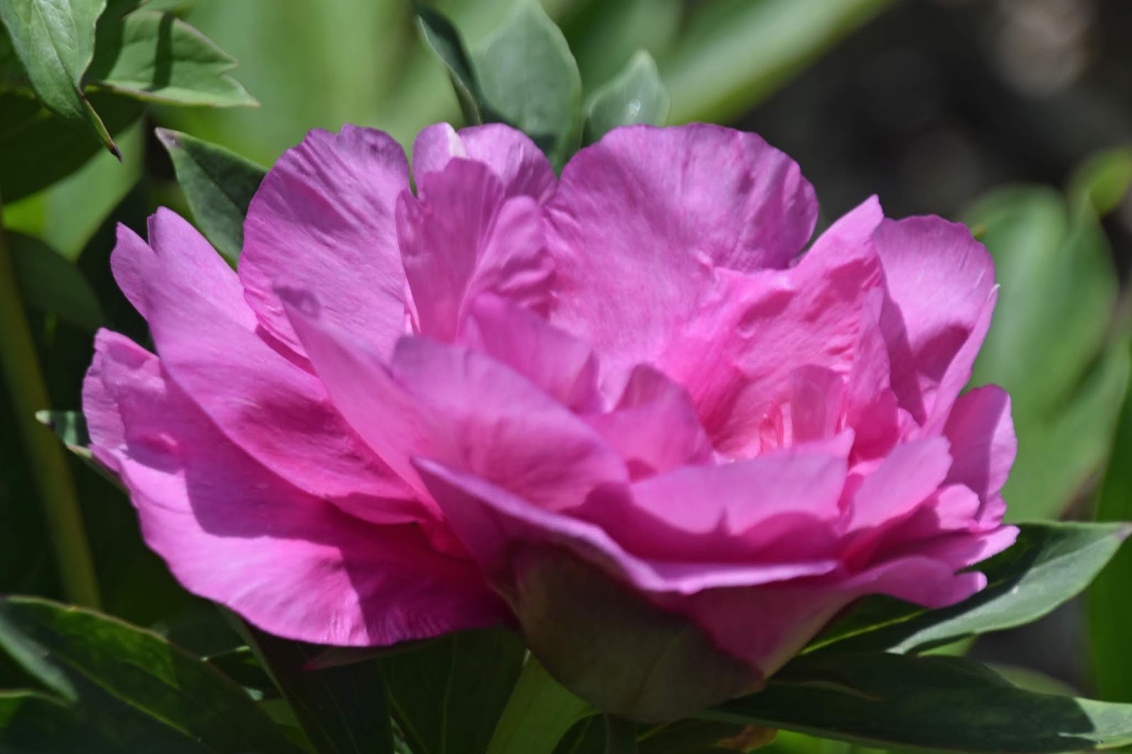 Southern Peony 2020 First Intersectional Peony Bloom of the Season