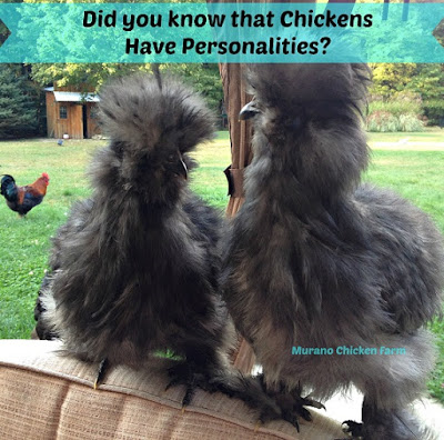 chickens have personalities!