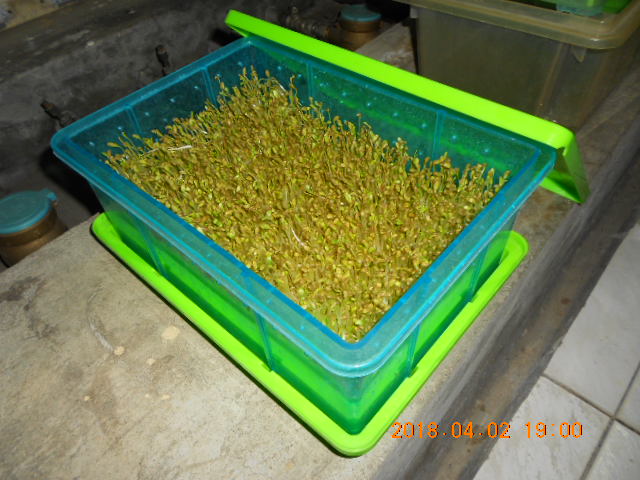 ��Ī��,��Ī�گ�,fenugreek,fenugreek-seeds,�����l,��Ī�ڽ��n,��Ī�ڬ�\��,��Ī�گ��\��,��Ī�ڵo����,��Ī�ڬ�