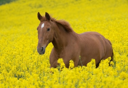 Beautiful PC Desktop Wallpapers, Free PC Background Photos - Wonderful