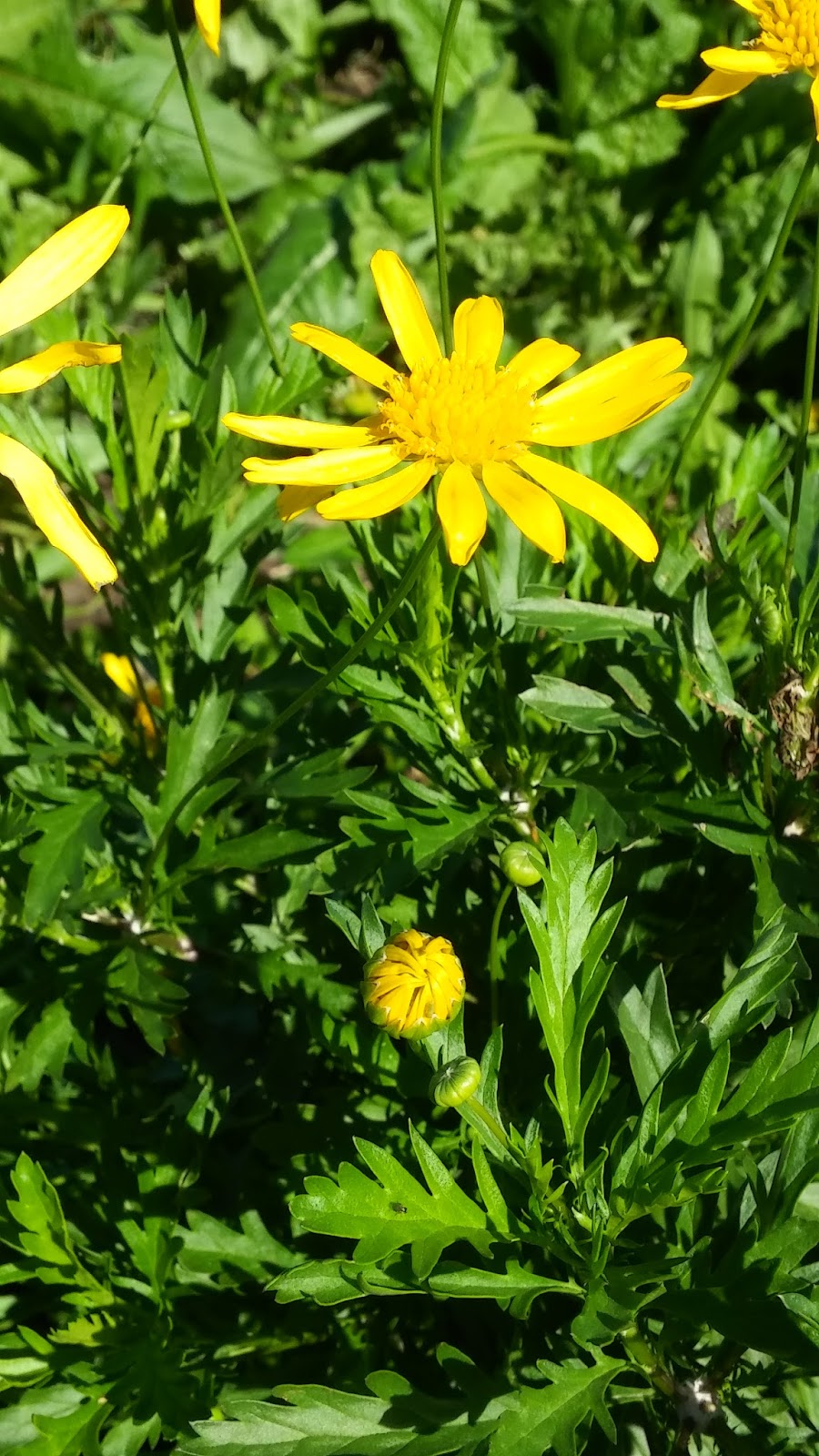 Love is the only flower that grows and blooms without the help of the