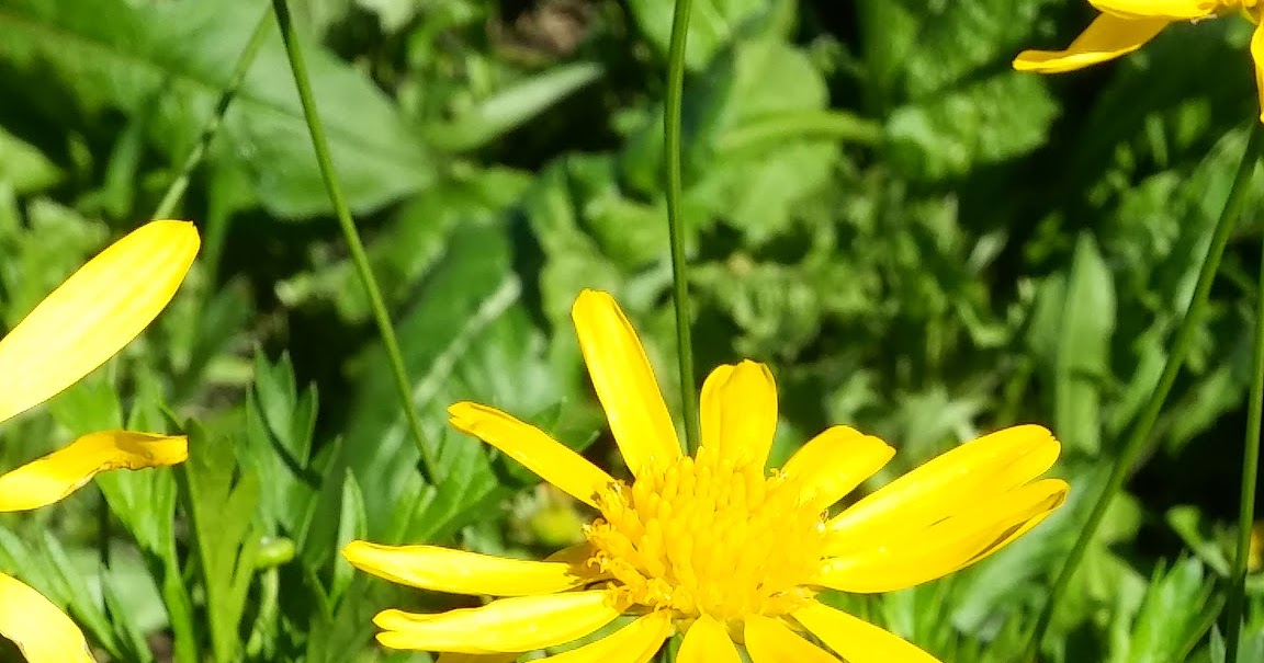 Love is the only flower that grows and blooms without the help of the