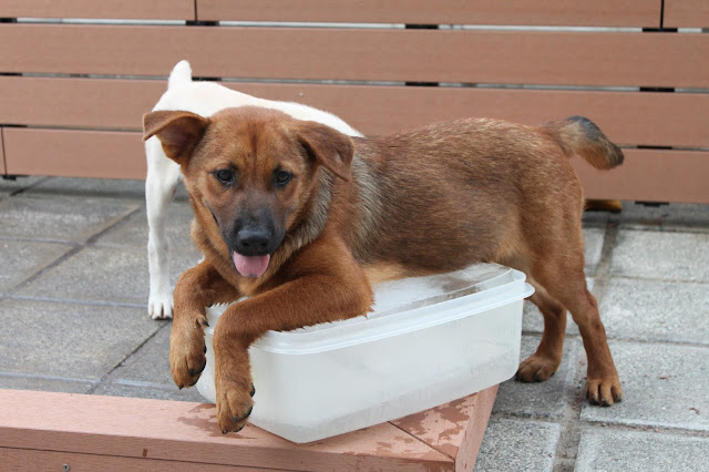 Heat-Stress-dog-lying-on-ice-block