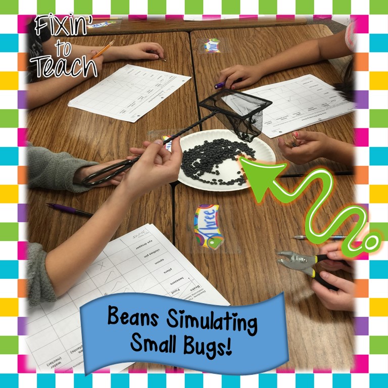 Get Your Own Food! A Bird Beak Adaptation Activity Fixin' to Teach