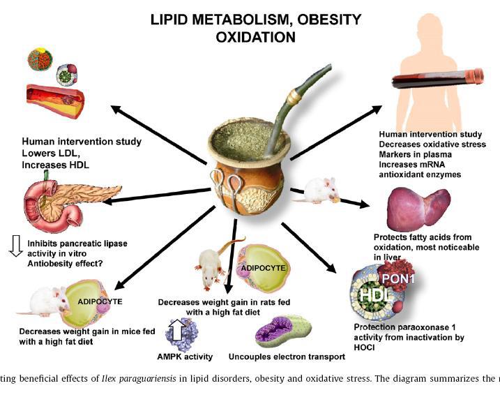 O Terapeuta Quântico 