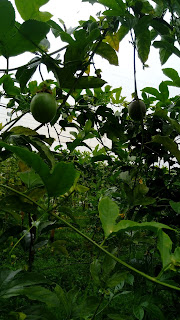  gulupa - passiflora edulis 