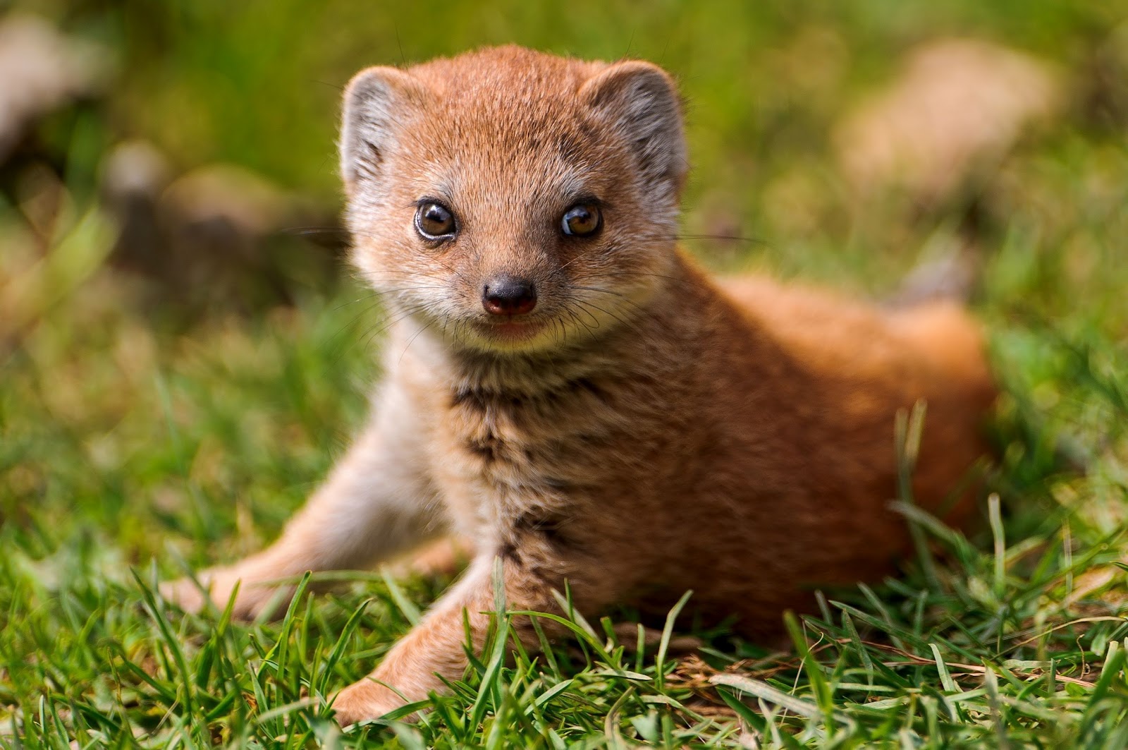 mongoose+picture.jpg