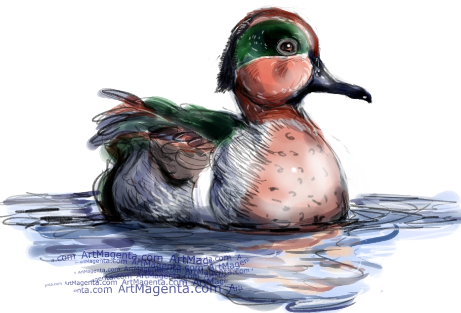 Green-Winged Teal sketch painting. Bird art drawing by illustrator Artmagenta