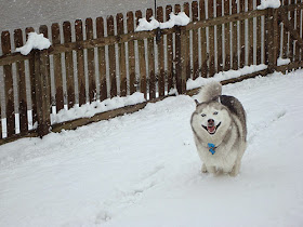 بالصور: حيوانات لطيفة تلعب في الثلج للمرة الأولى