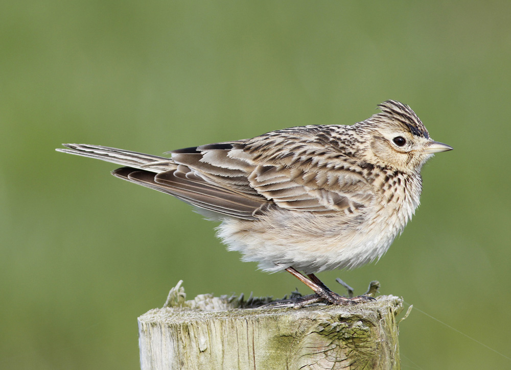 Another Bird Blog Alouette, Gentille Alouette