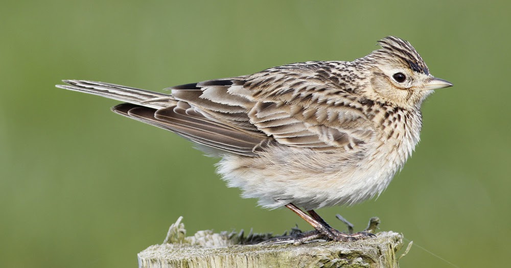 Another Bird Blog Alouette, Gentille Alouette