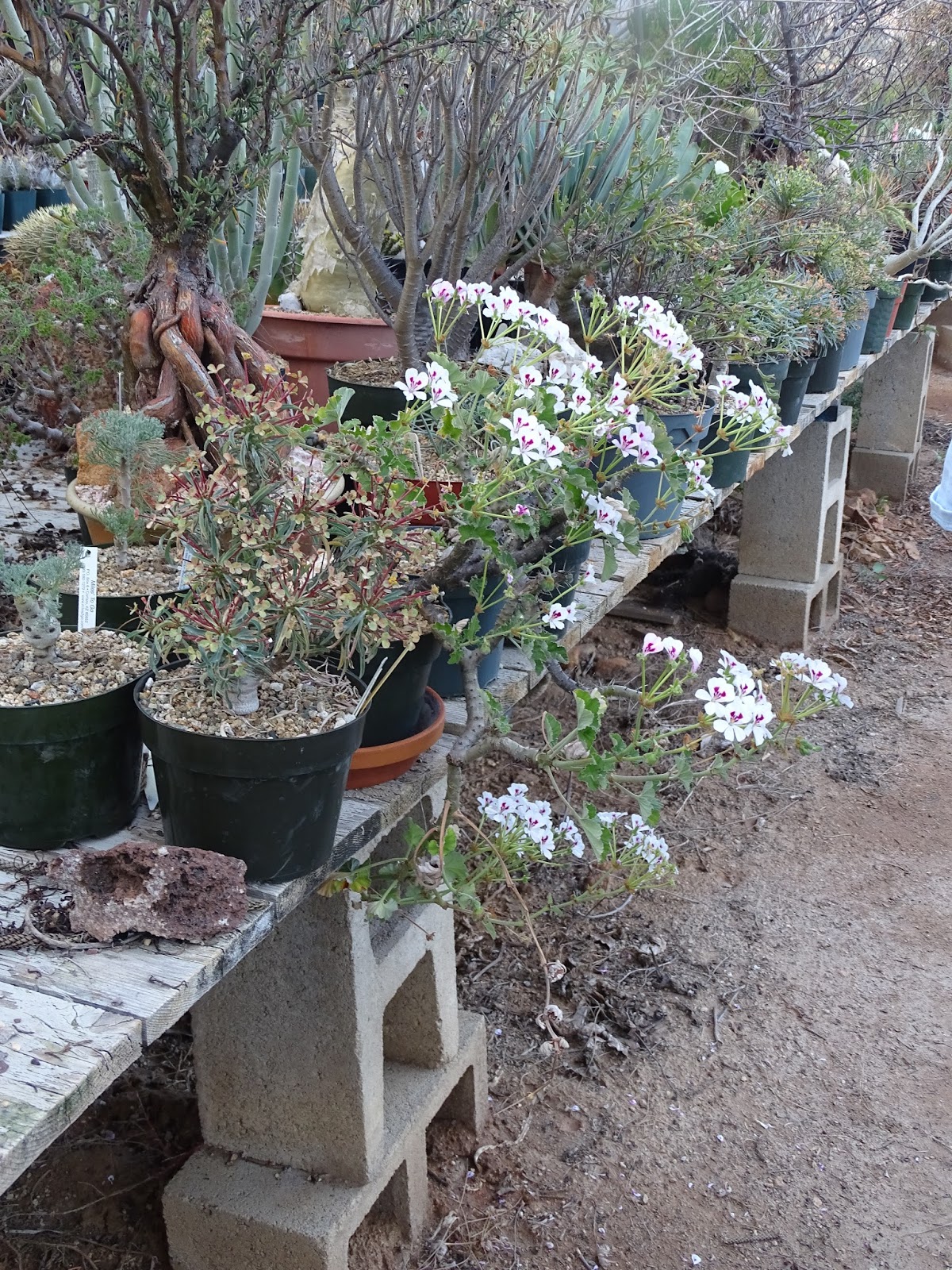 Prairiebreak California Dreamin' (the Ultimate Succulent nursery)