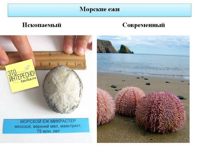 Ископаемый морской еж микрастер его современный аналог Ископаемый морской еж микрастер его современный аналог