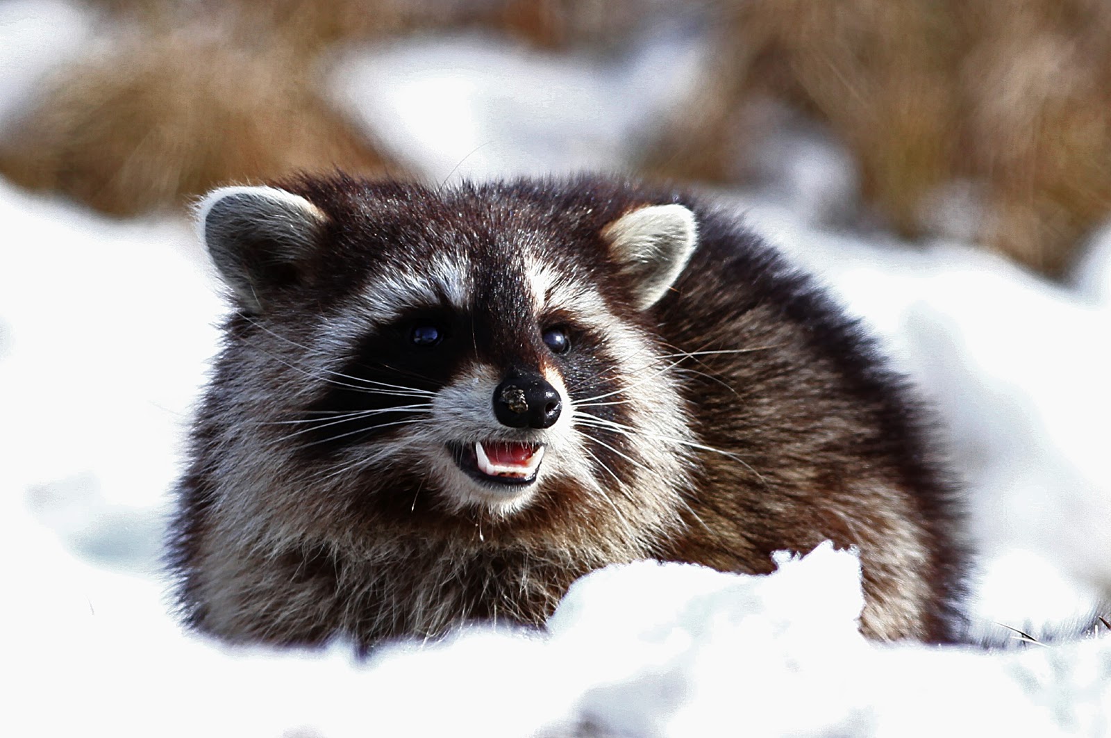 do raccoons hibernate or migrate do raccoons hibernate or migrate