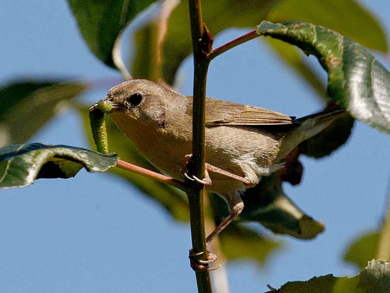 The Backyard Wildbird and Nature Store Nanaimo bird report, April 19, 2014