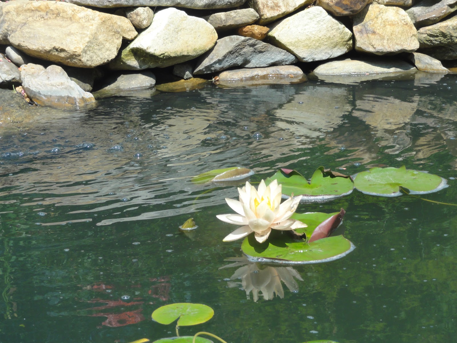 pond-maintenance.jpg