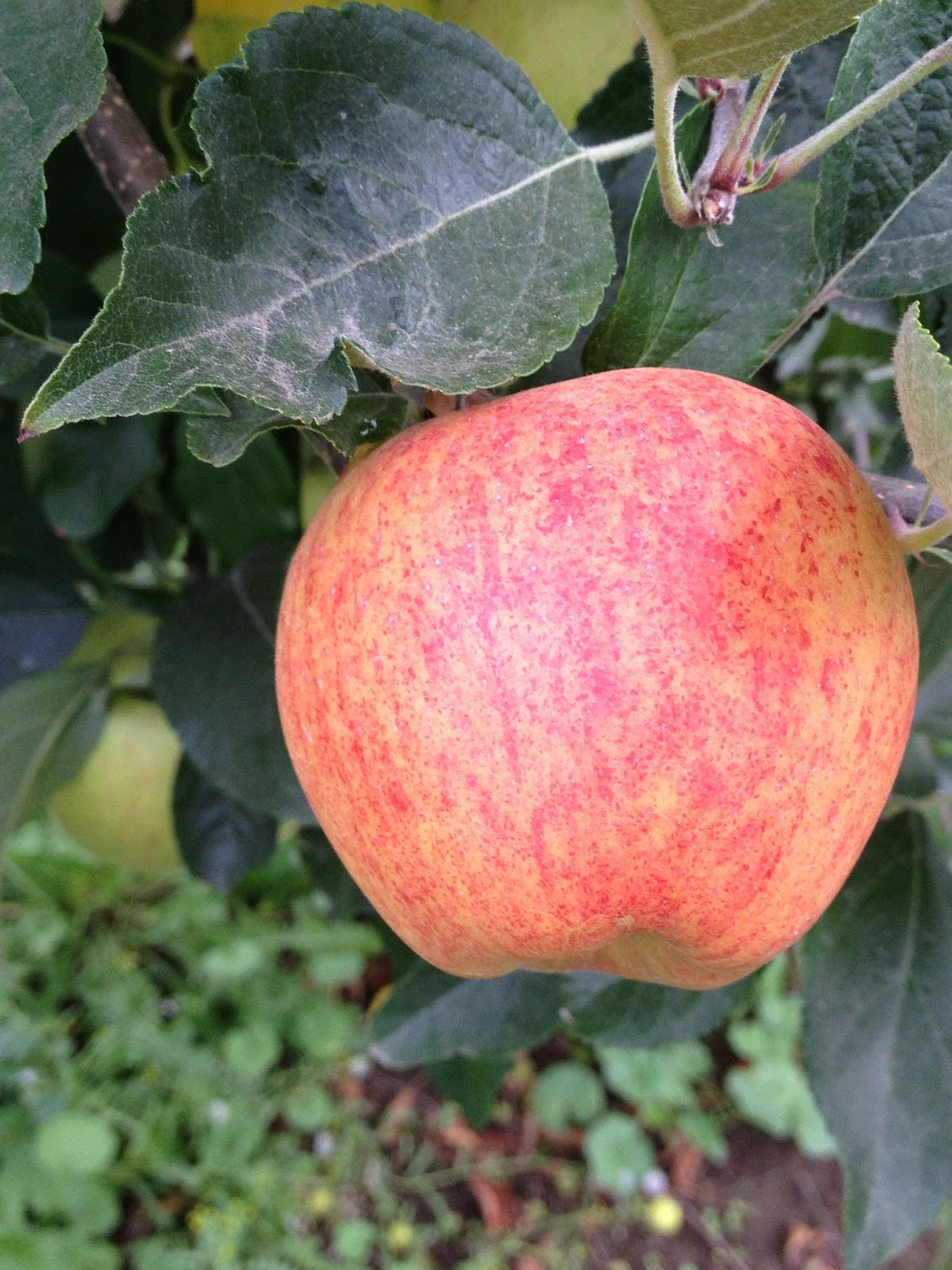 Beilke Family Farm Oregon Apples UPick from the Farm Gala apples!