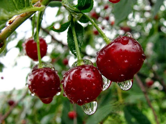 Τα κεράσια απαραίτητα στους μαθητές για τις εξετάσεις