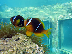 underwater strip club abandoned places ufo alien restaurant sightings reddit into found barnorama divers discover deserted unbelievable glimpse provides past