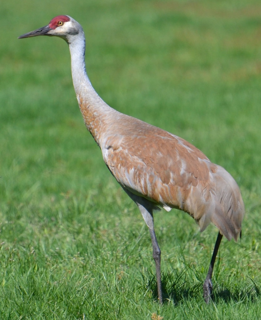 Bird of the Day Sandhill Crane