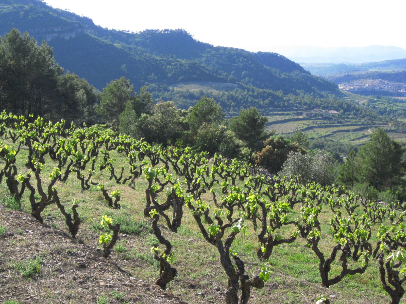 Mary's Wine Blog: Catalonia Wine Region