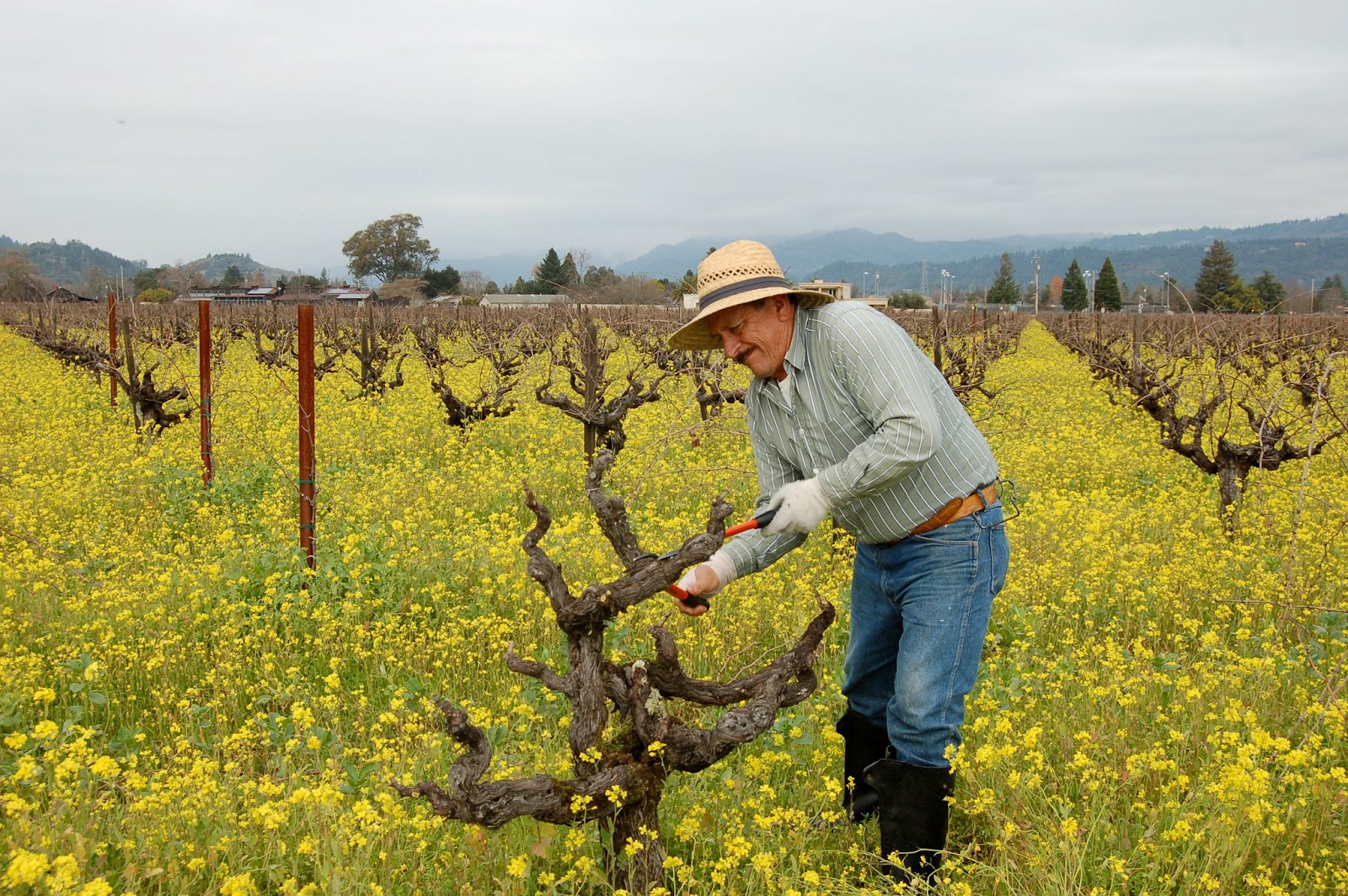 Napa Valley Vintners Pruning vs Prepruning