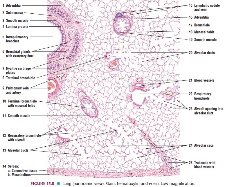 Histologi sistem respirasi