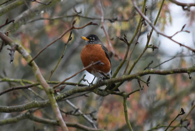 American Robin