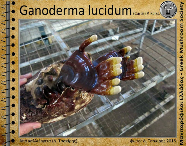 Ganoderma lucidum (Curtis) P. Karst.