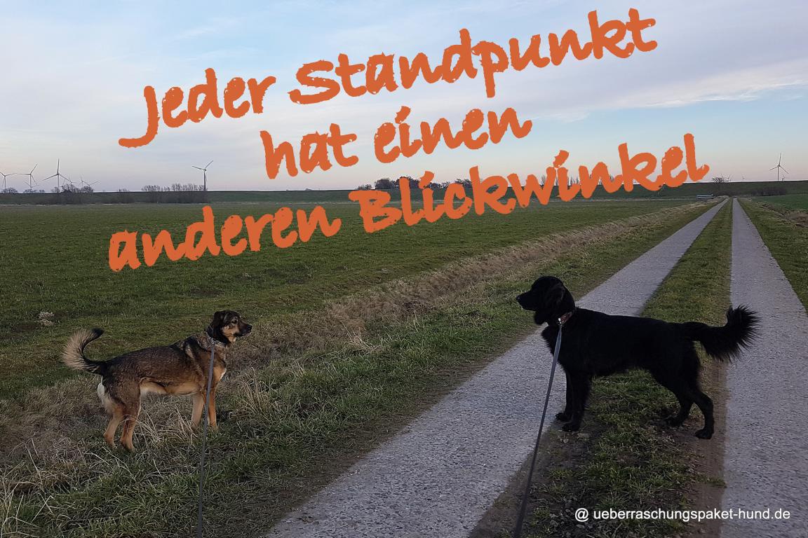 Überraschungspaket Hund ein Hundeblog der zeigt, wie unterschiedlich