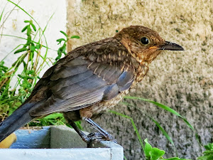 UN OSPITE DEL TERRAZZO