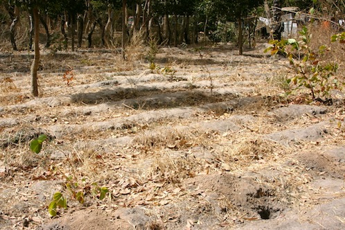 vegetable growing thorny ground tag ashes fertiliser spread plants ready