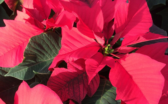 Nochebuena flor pertenece jardinería principalmente floricultura arbusto Conoce tu planta!